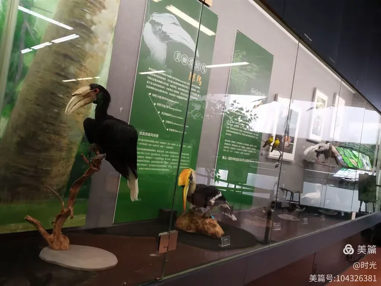 走进动物博物馆，共探奇妙世界